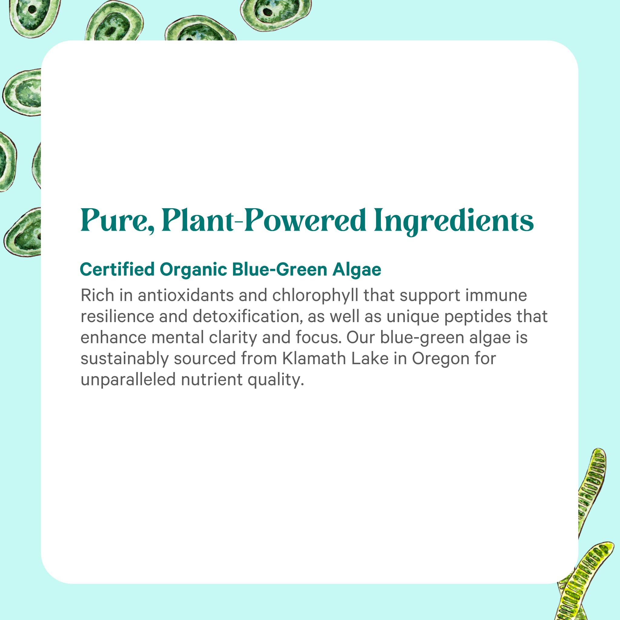 PURE SYNERGY Blue-Green Algae Powder stirred in water shows vibrant green color.
