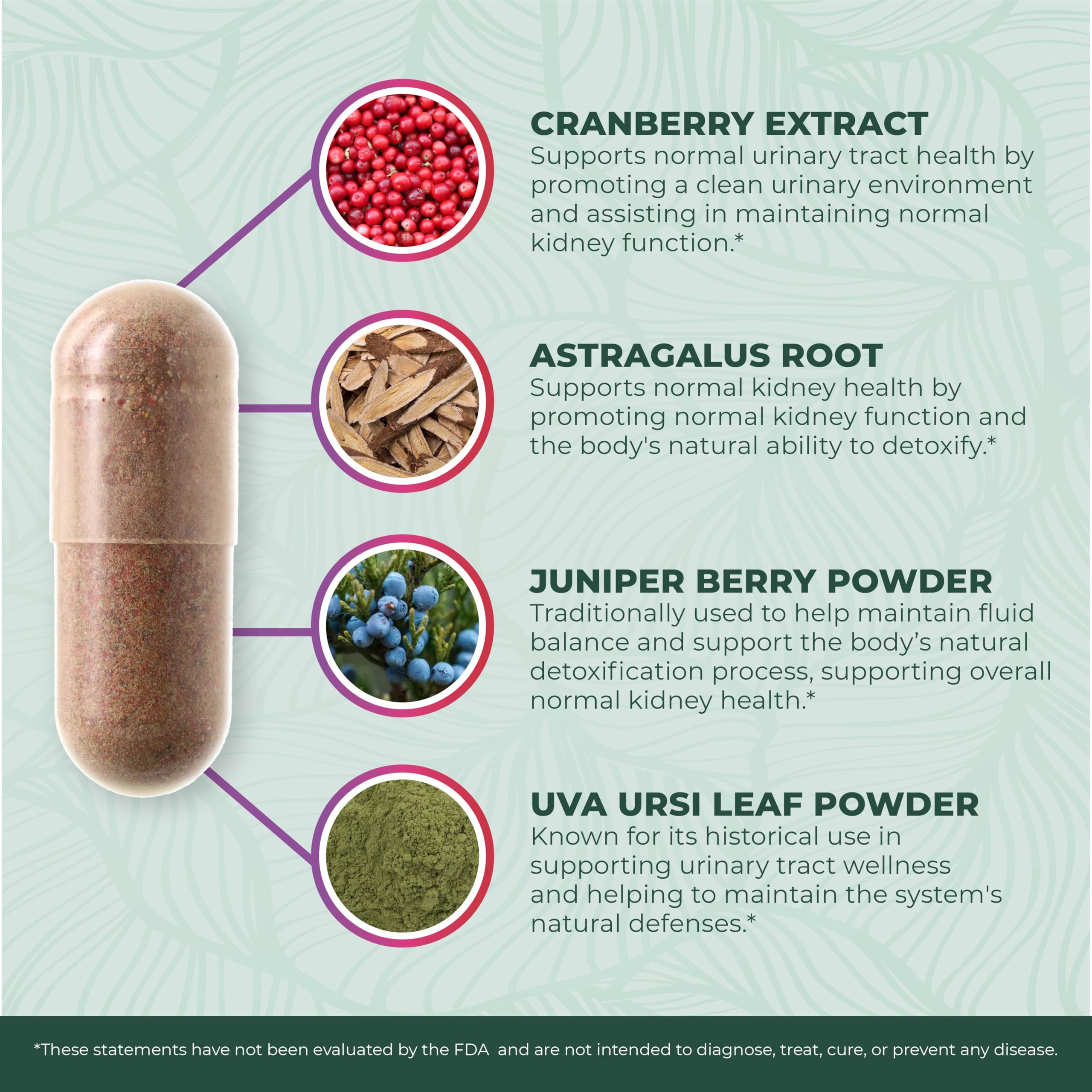 PurePremium Uva Ursi leaf visual highlights botanical blend for bladder balance.