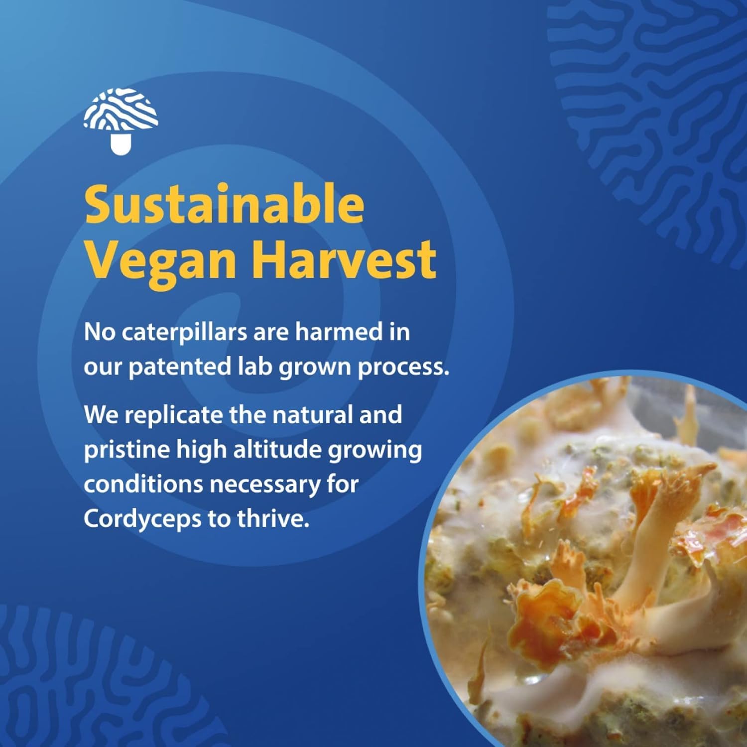 PURICA Cordyceps label close-up emphasizing easy digestion