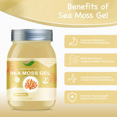 QANLOI Sea Moss Gel jar front highlights premium quality and purity
