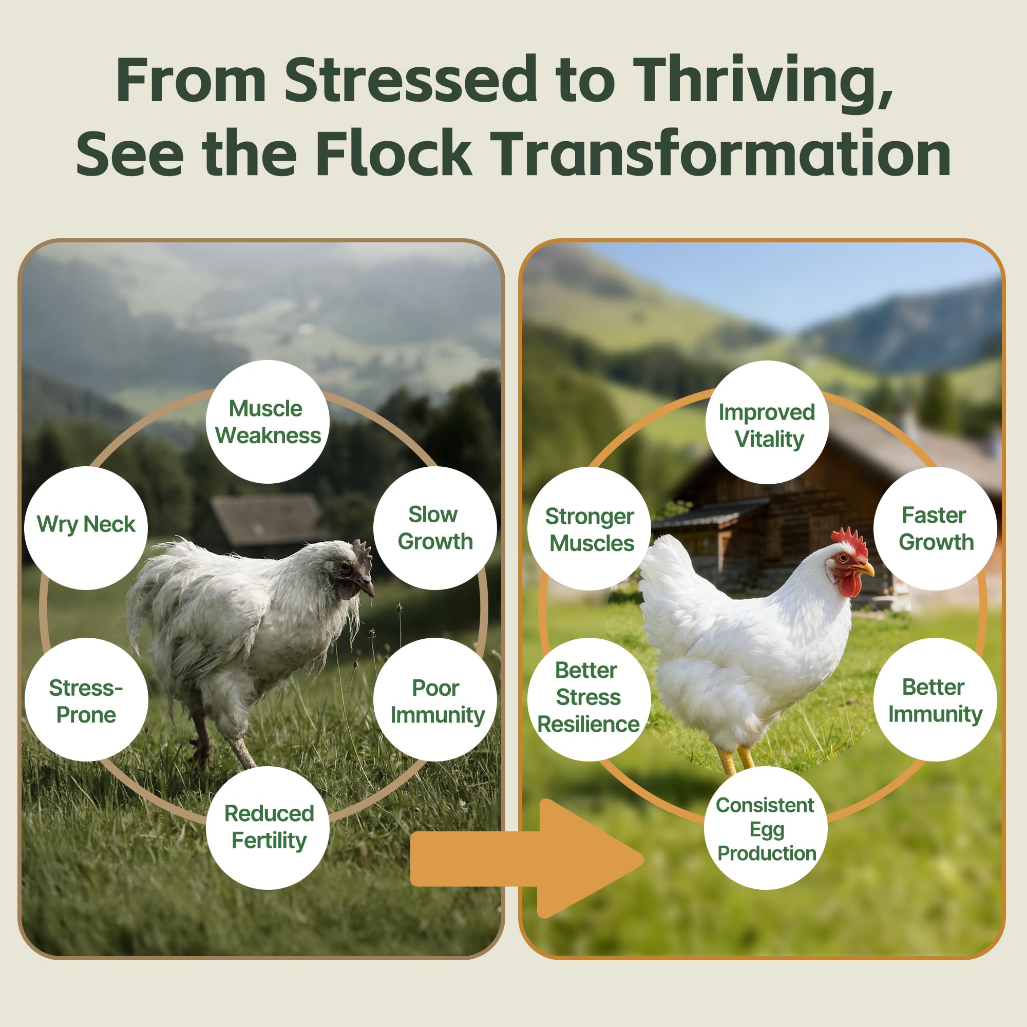 Healthy flock with Qanoreth selenium and vitamin E supports vitality during molting and heat.