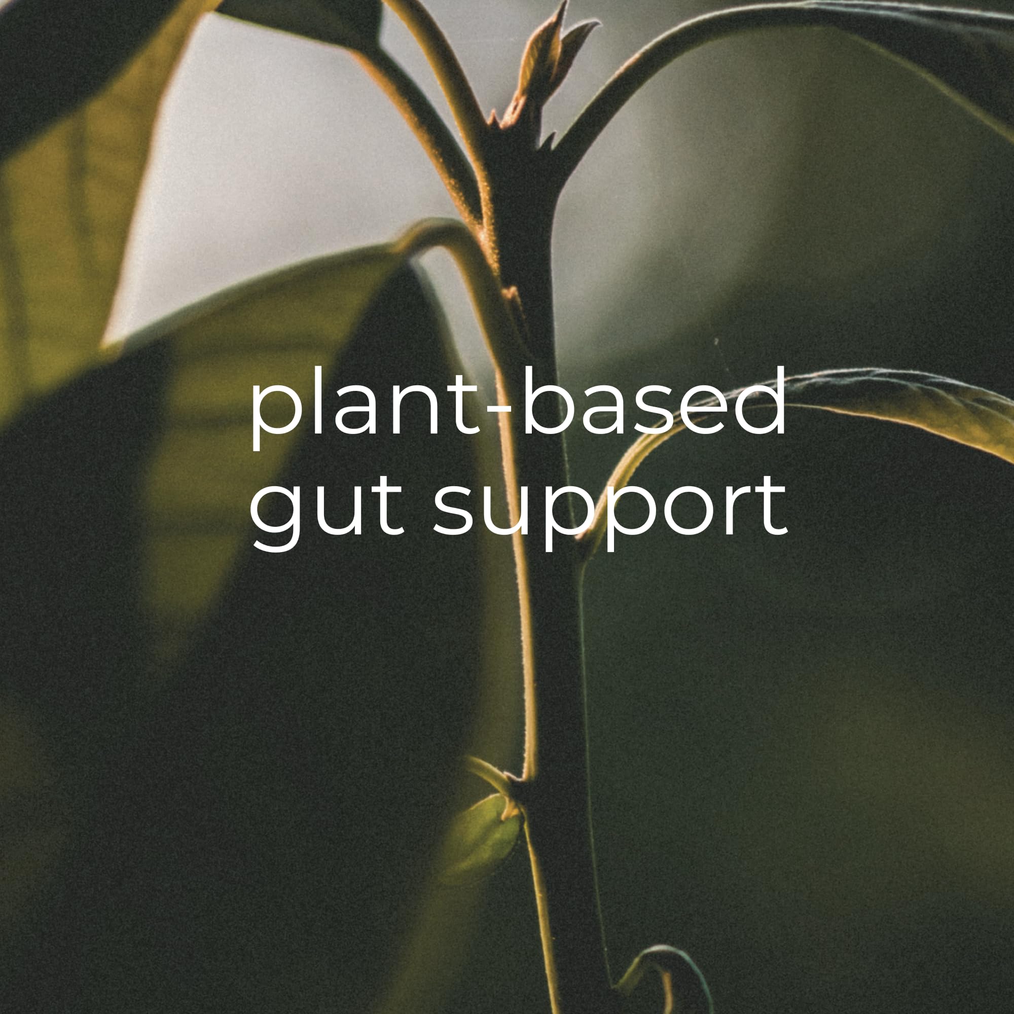 RAIN Core Greens Blend ingredient list showcases leafy greens and essential nutrients.