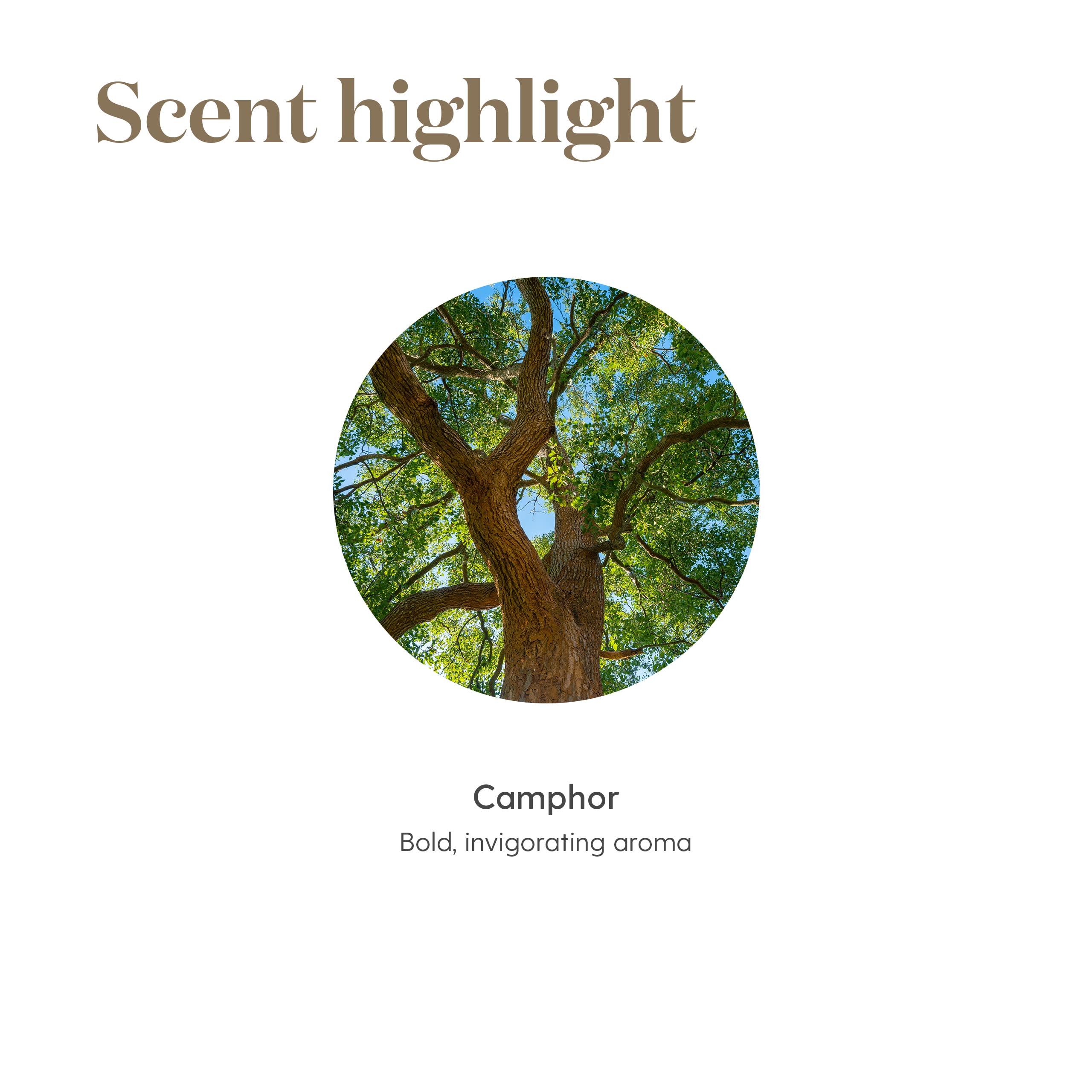 Ravintsara diffuser in a meditation space for uplifting mood and focus