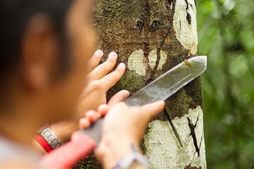 Raw Garden Sangre de Dragón, etiqueta informativa con origen peruano y usos tradicionales.