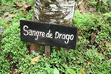 Raw Garden Sangre de Dragón, uso recomendado para aromaterapia suave.