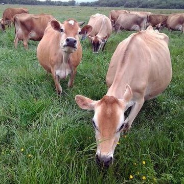 Raw Organic Whey from grass-fed cows grazing on green pastures for wholesome protein