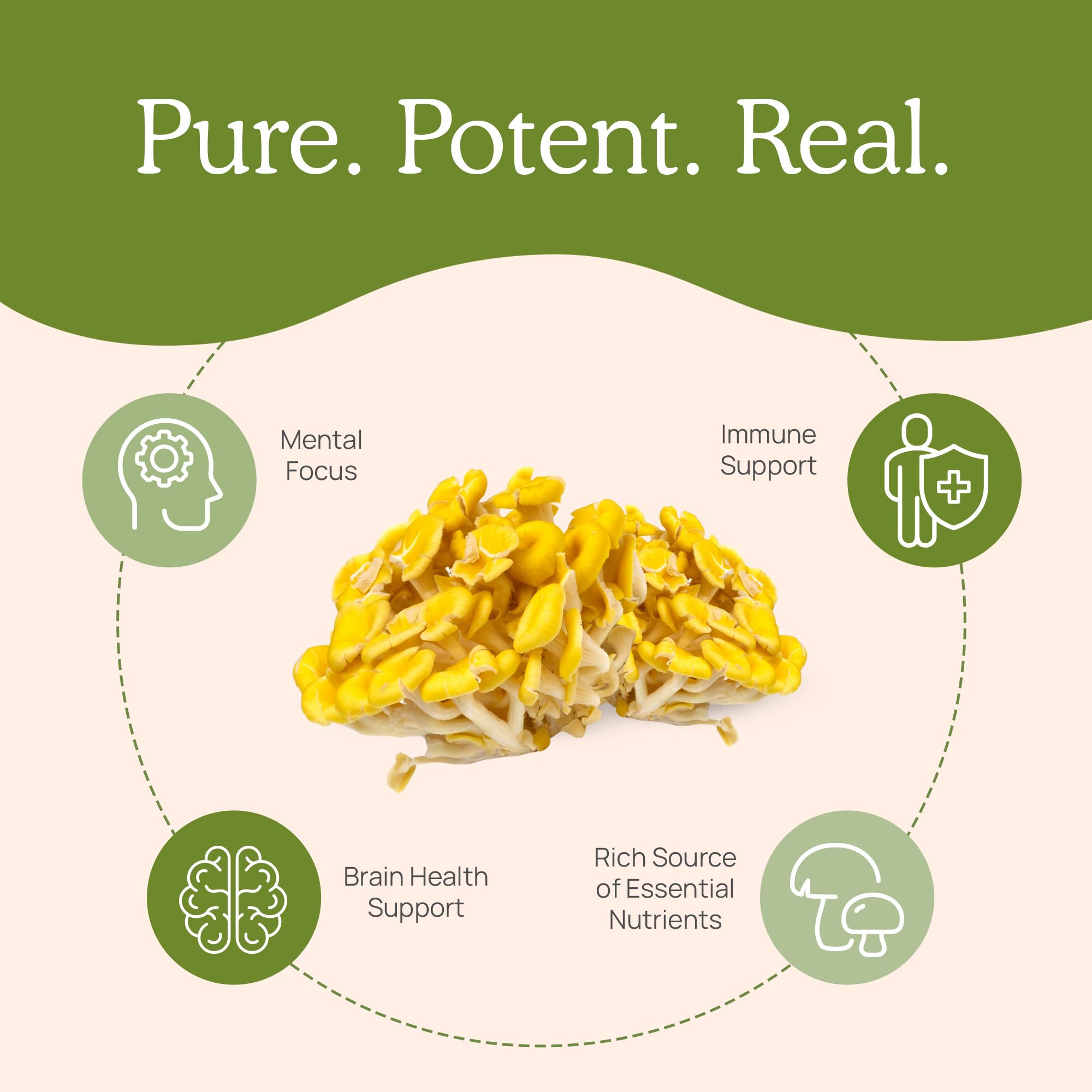 Real Mushrooms ergothioneine powder packaging close-up for easy mixing