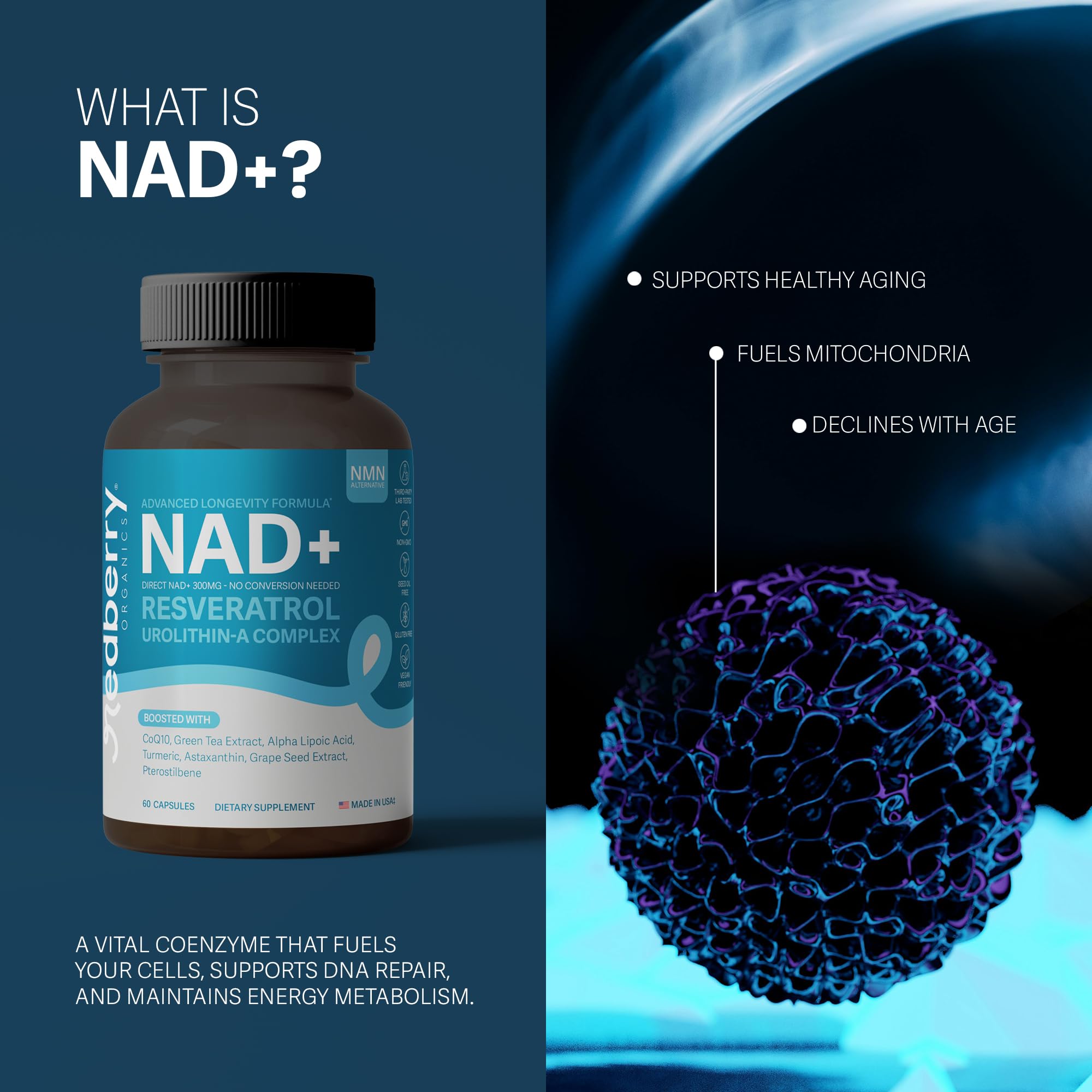 Redberry NAD resveratrol and urolithin-a highlight mitochondrial support.