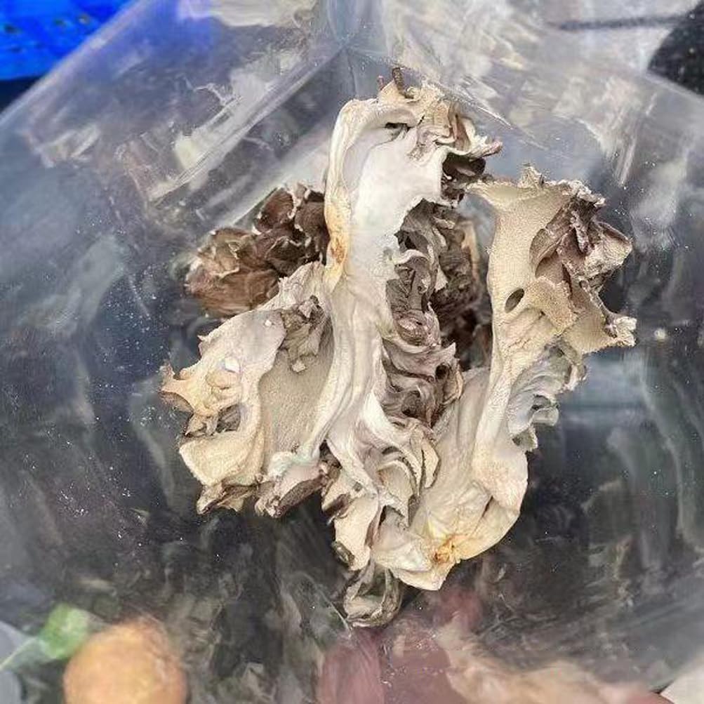 REUEHDS Maitake Huishuhua cooking-ready; tender texture for quick meals.