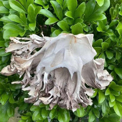 REUEHDS Maitake Huishuhua dried sections; versatile for soups and sautés.