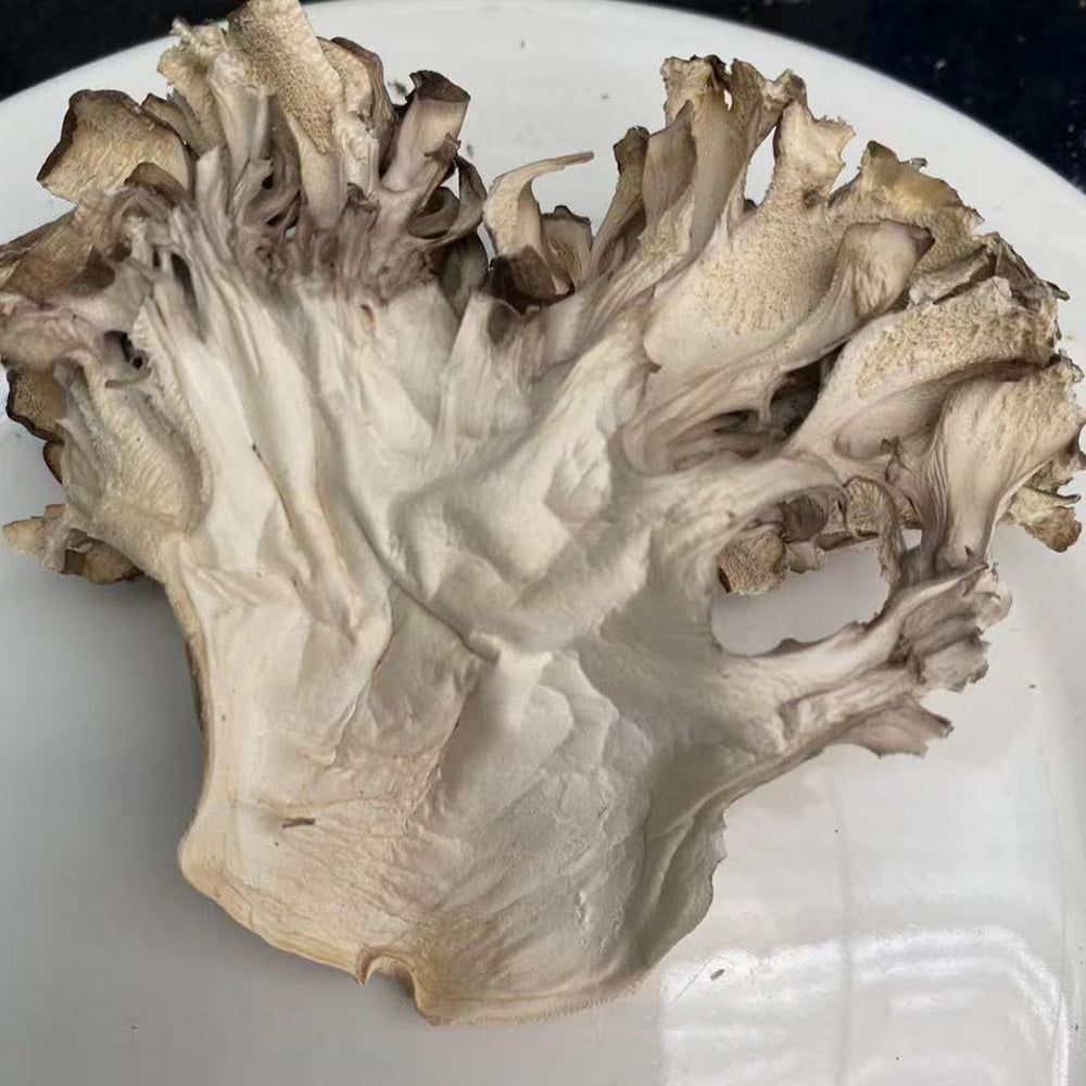 REUEHDS Maitake Huishuhua fresh cluster; earthy aroma enhances stir-fries.