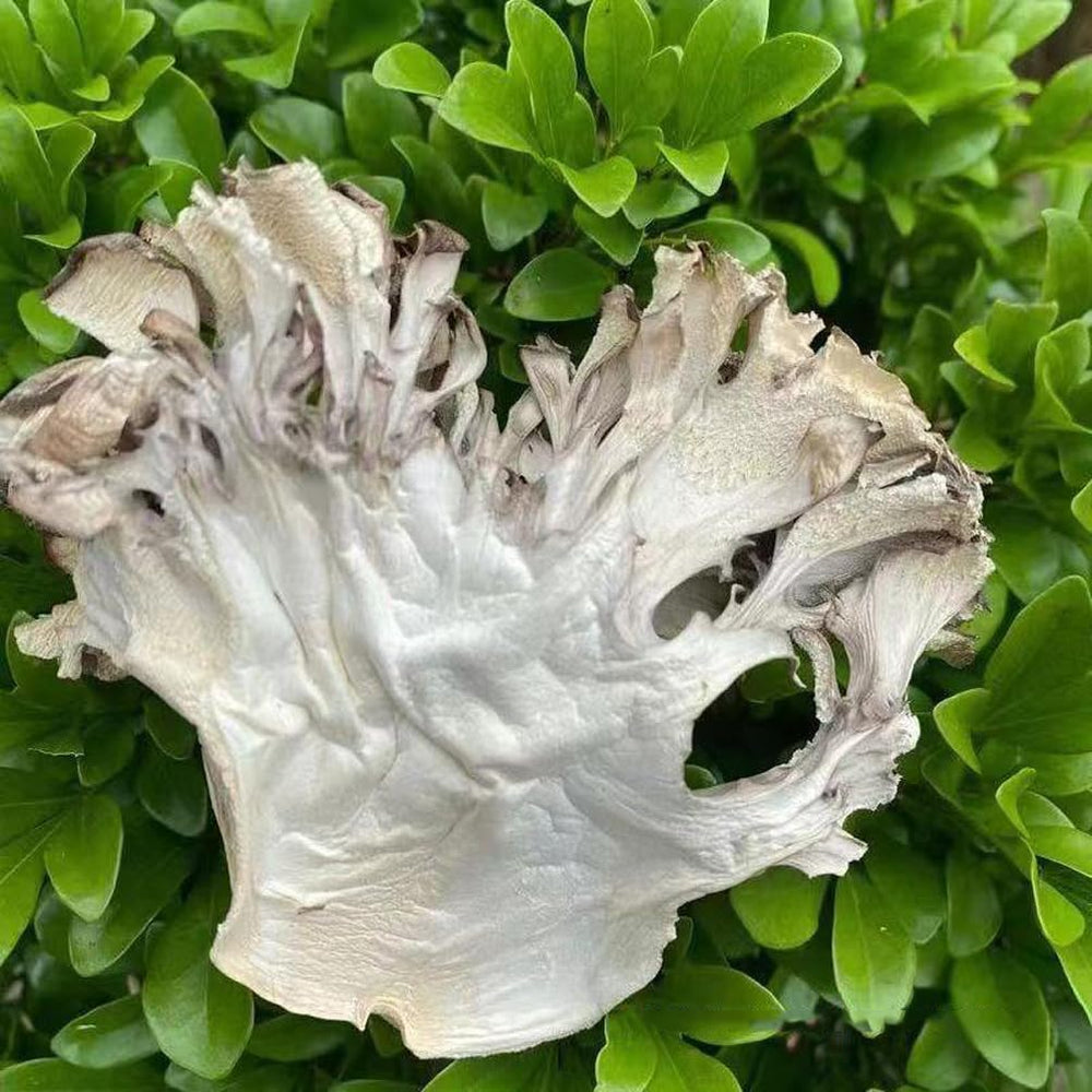 REUEHDS Maitake Huishuhua sliced prep; ready to saute for umami depth.