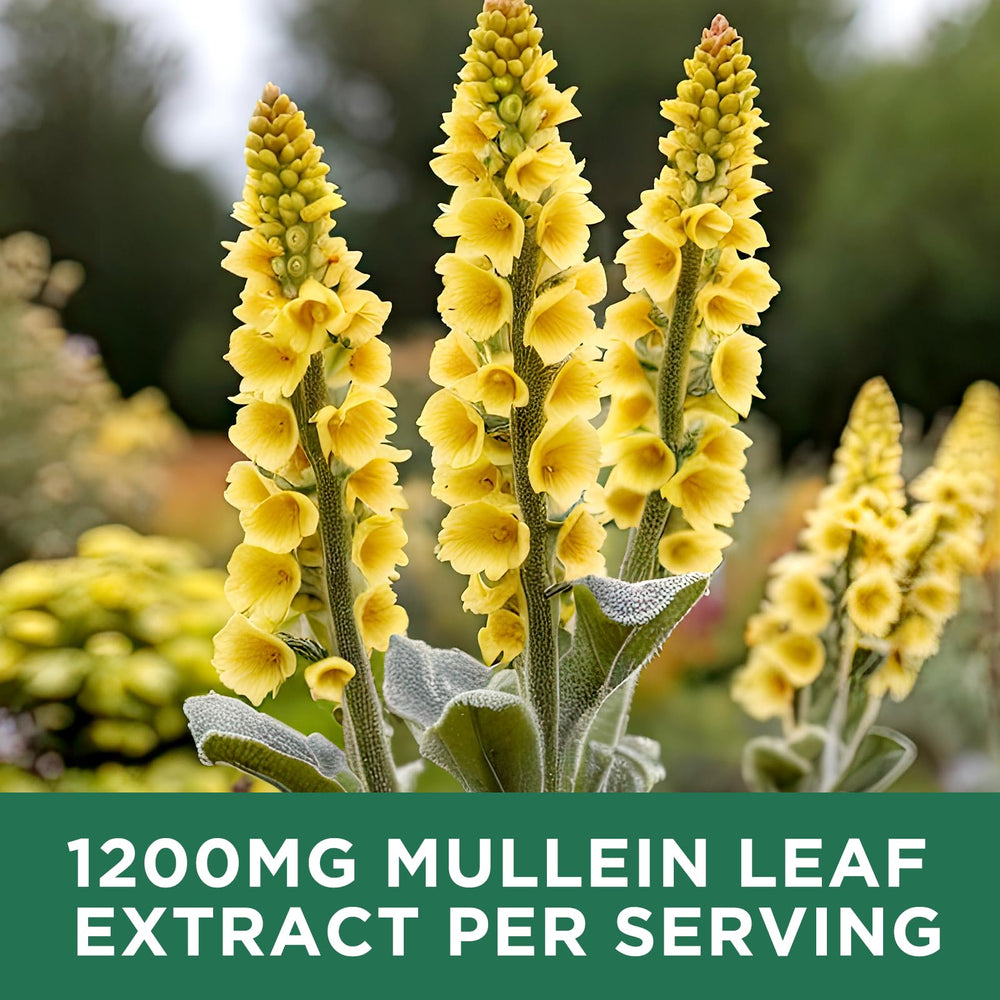 ReviNutra Mullein Drops 2 ml daily dose is easy to take.