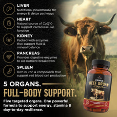 Revolution Science PRIMUS kidney capsules illustrating balanced nutrients for daily stamina