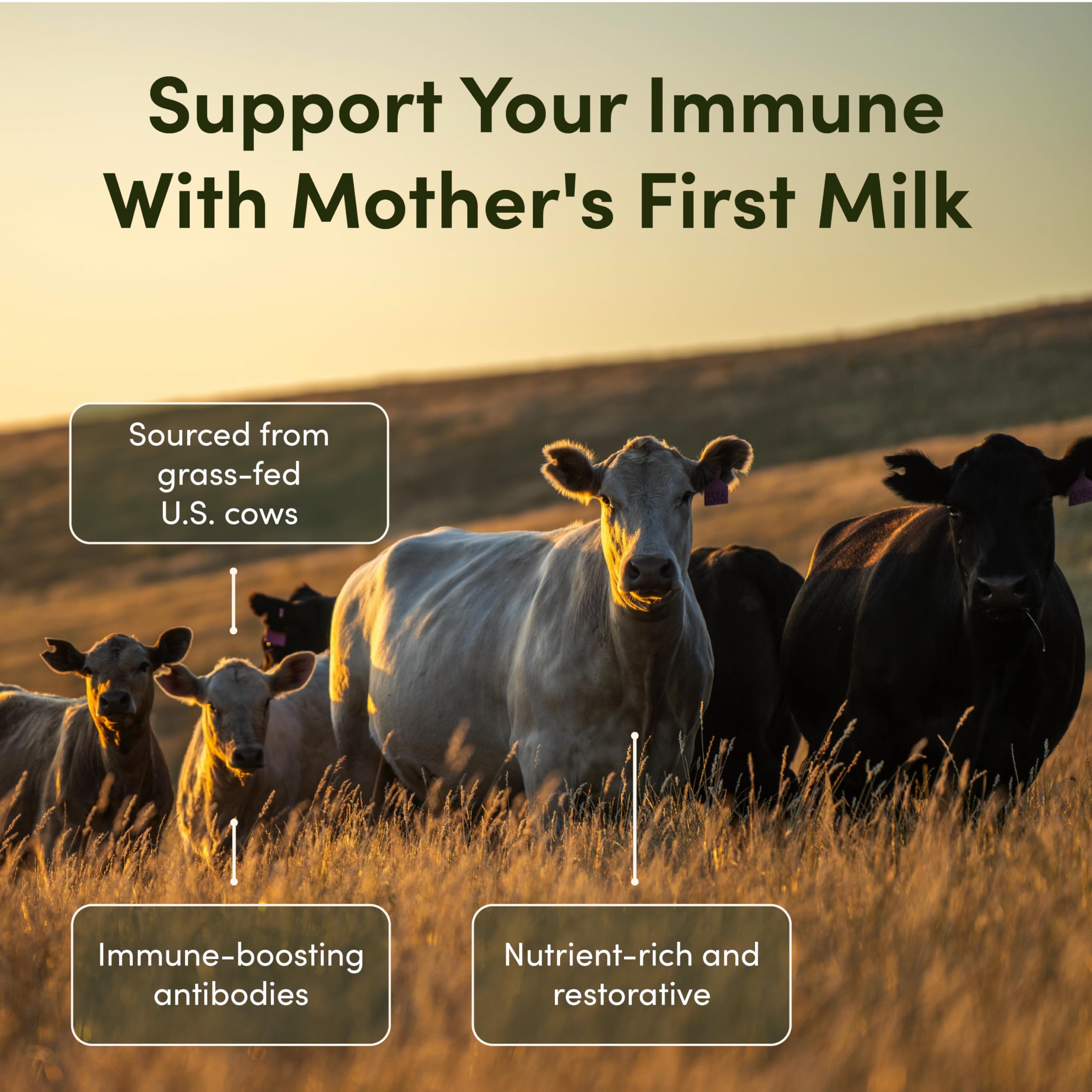 RHEASILVIA Rhea immune-support focus hints at possible everyday protection through nutrition