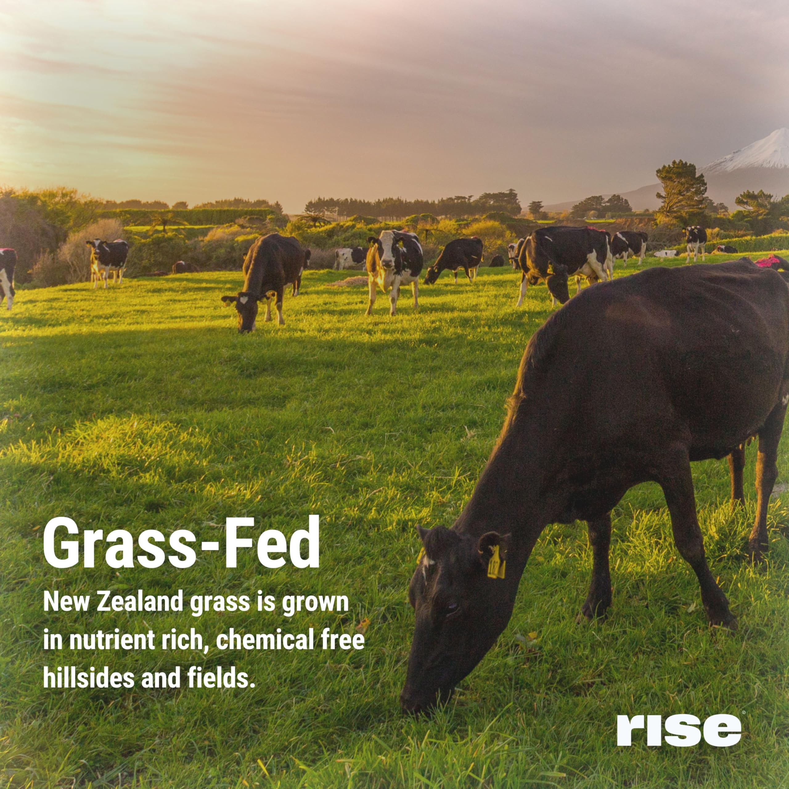 Rise Grass-Fed Whey Vanilla shake dissolves smoothly in water.