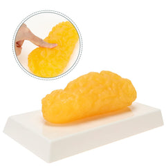 RONTEN fat model with soft, greasy touch for tactile learning.