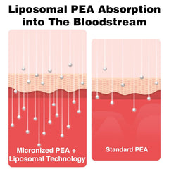 Rosmolo Liposomal PEA softgel pour shows convenient daily intake.