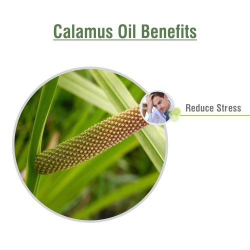 Salvia Calamus Oil with dropper enables precise external application.