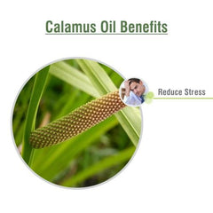 Salvia Calamus Oil with dropper enables precise external application.