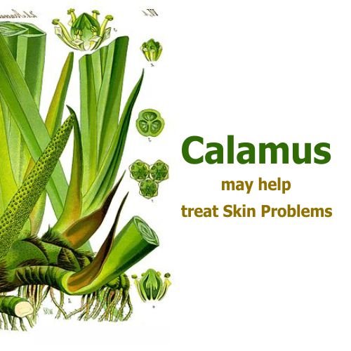 Salvia Calamus Oil supports balanced skin oil for all skin types.