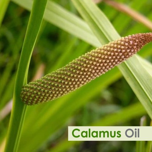 Salvia Calamus Oil steam-distilled retains aroma for blends and diffusion.