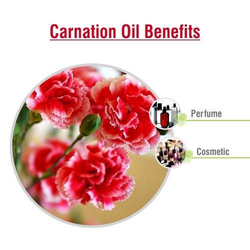 Salvia Carnation oil drops on skin sample illustrate smooth blending