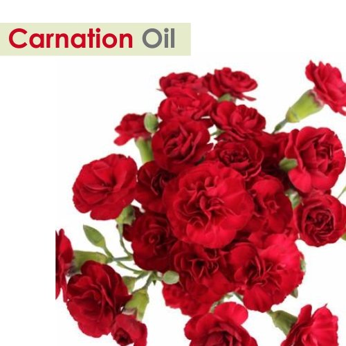 Salvia Carnation oil pour highlights versatile use in body oils and blends