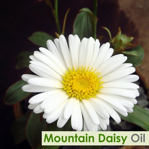 Salvia Mountain Daisy Essential Oil amber bottle preserves quality by blocking light exposure.