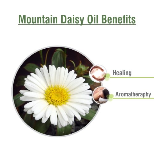 Salvia Mountain Daisy Essential Oil diffuser scene conveying calming aroma for spaces.