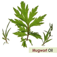 Salvia Mugwort Oil dropper ready for convenient topical blends.