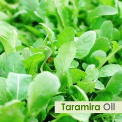 Salvia Taramira Oil texture rich and conditioning for hair routines.