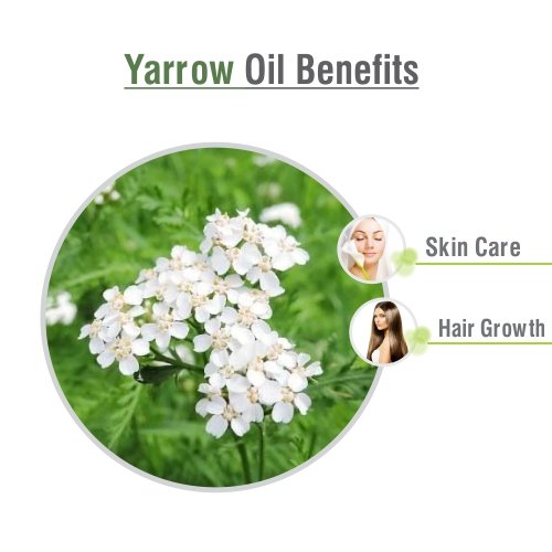 Salvia Yarrow Oil dropper bottle ready for carrier-oil mixing in cosmetics.