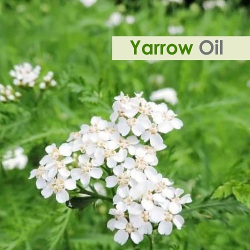 Salvia Yarrow Oil 50ml pour bottle highlights crisp herbal aroma for massage blends.