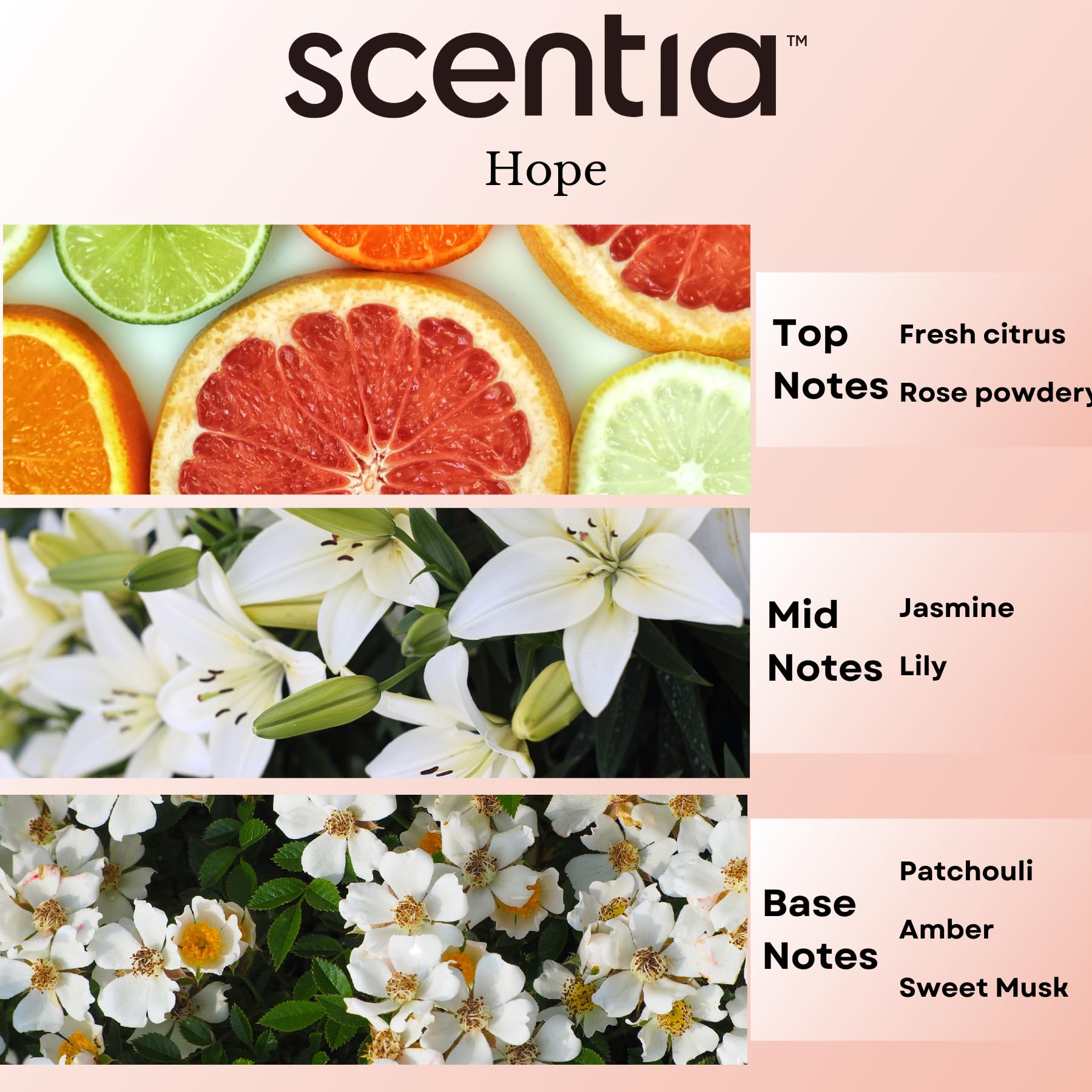 Scentia patchouli-amber base notes adding depth to rooms