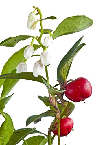 Silky Scents Wintergreen Oil dropper close-up ideal for topical blends and fragrances.