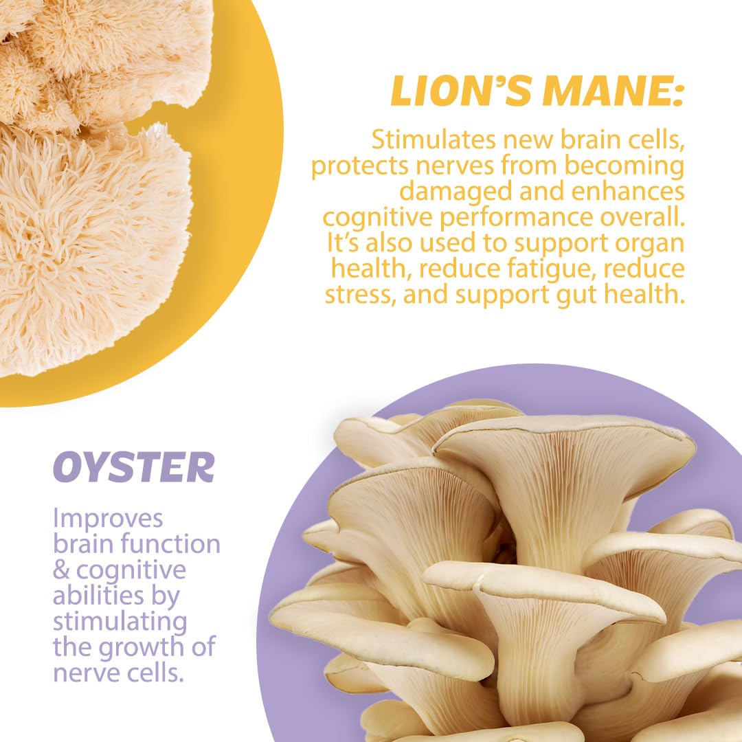 Silver Star Nutrition Roots Focus brain-supporting formula for concentration.