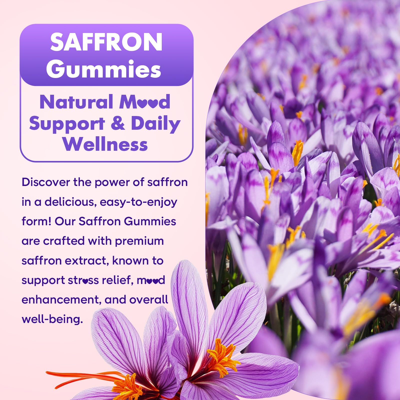 Softbear saffron gummies adults-taking shows versatile support for adults.