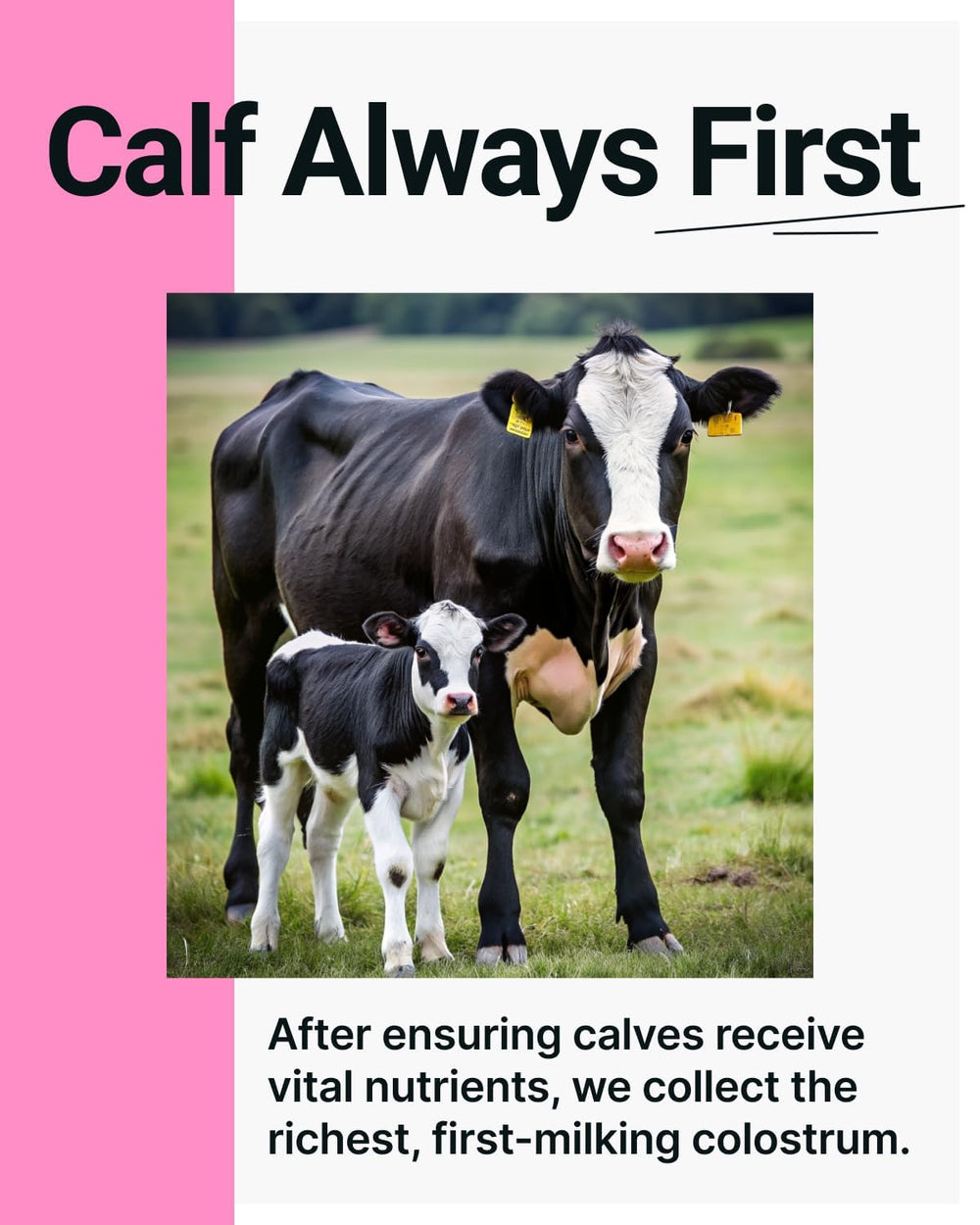 SonoHealth Cowabunga Colostrum label close up emphasizes purity and certifications