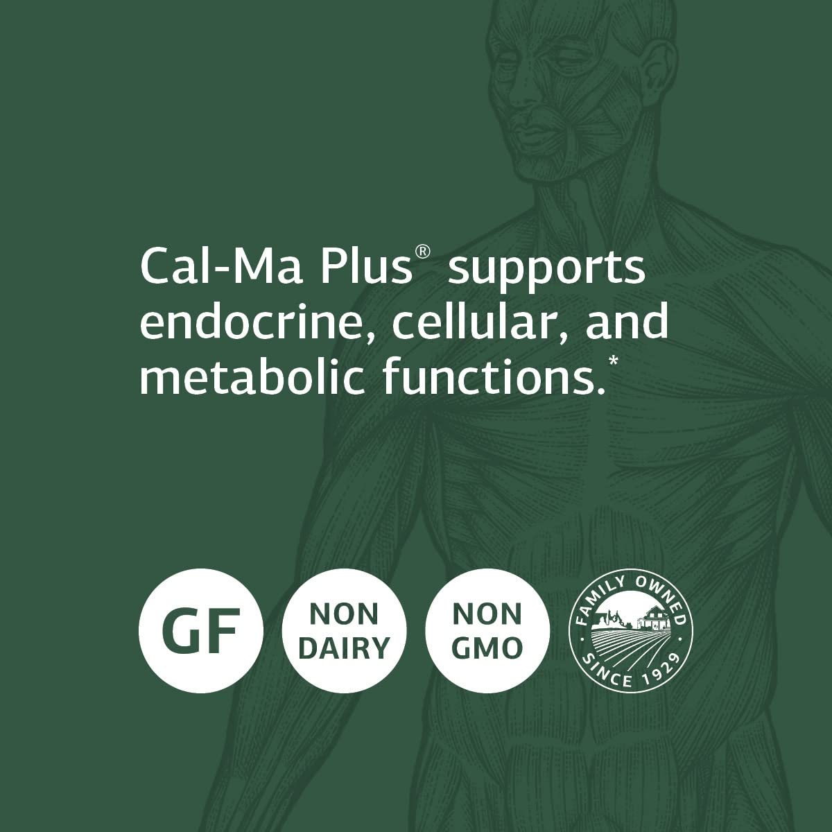 Standard Process Cal-Ma Plus key ingredient calcium lactate highlighted for mineral support