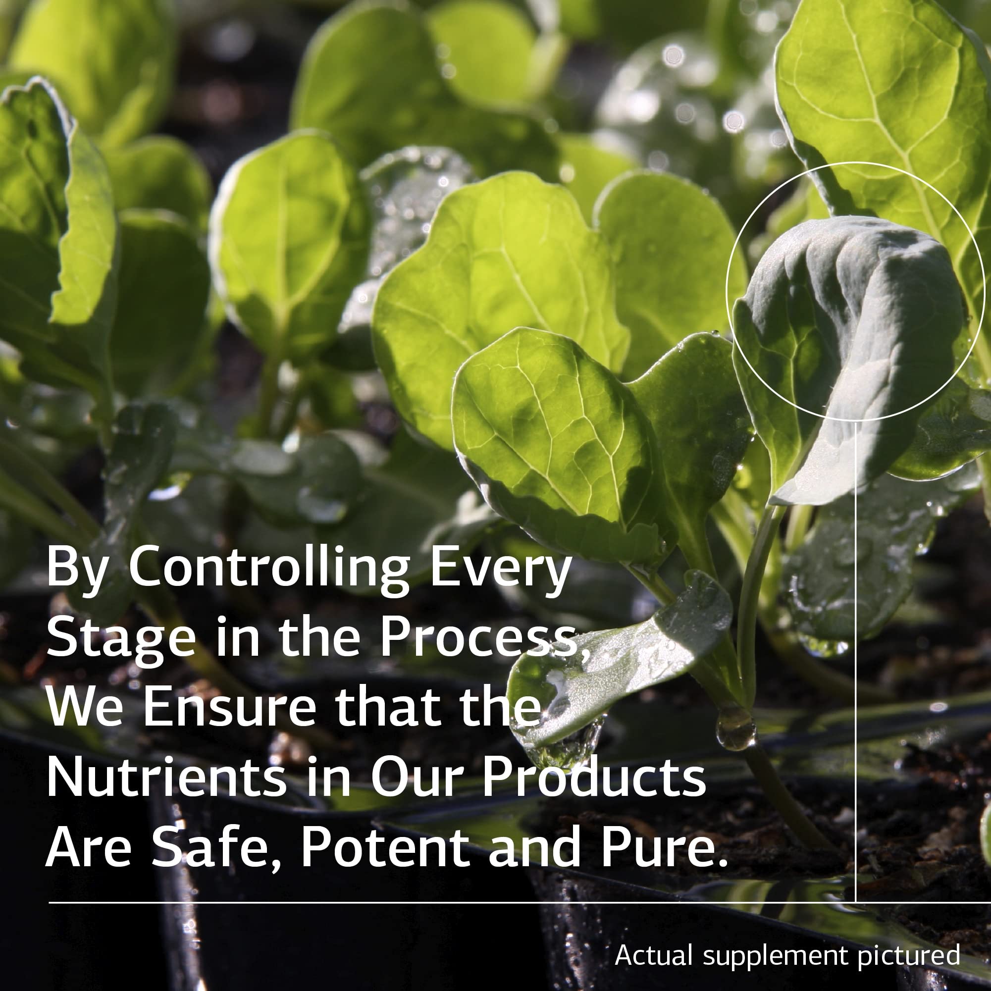 Standard Process Cal-Ma Plus packaging communicates gluten-free, non-dairy, non-soy features