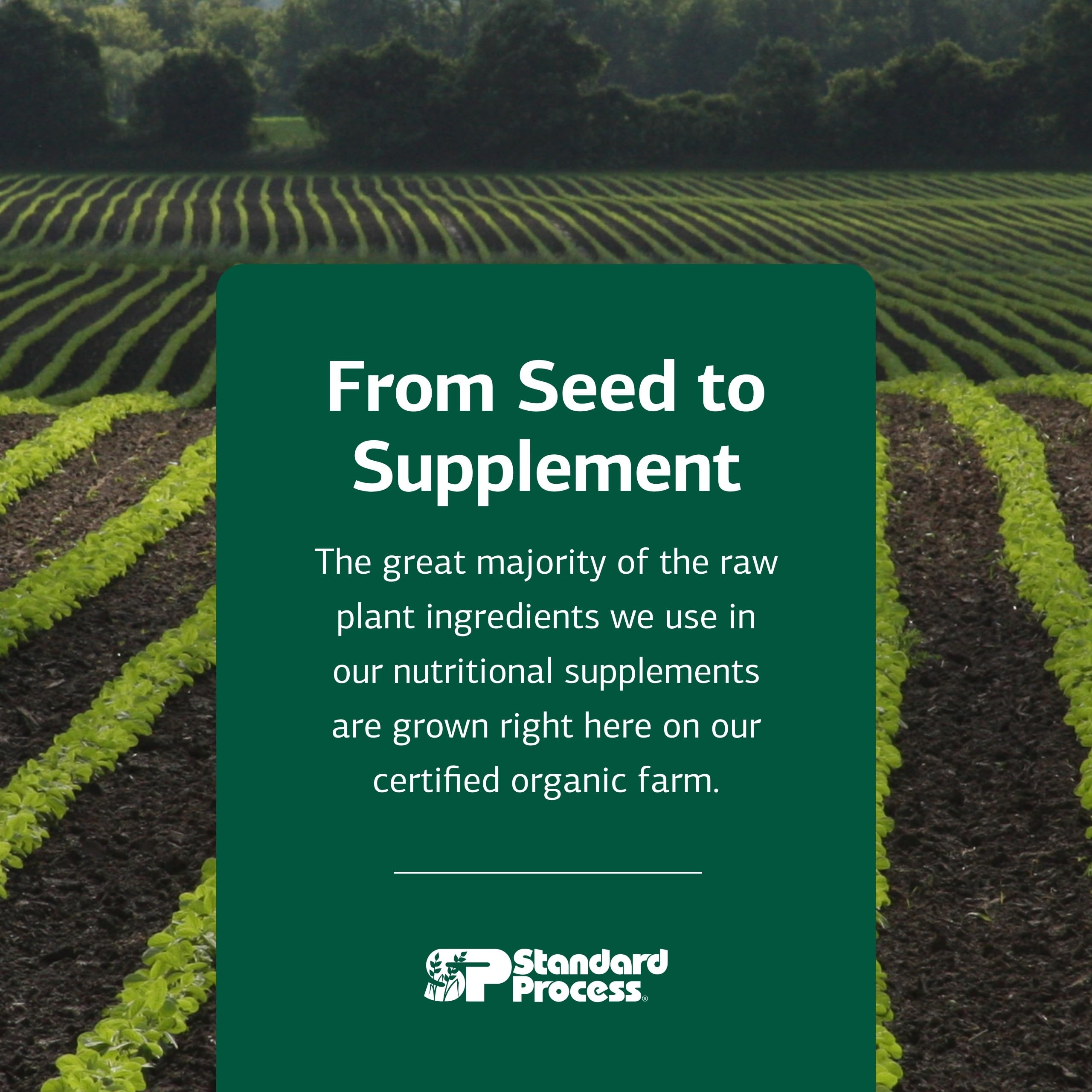 Standard Process Cataplex A in-use shot suggests daily routine integration.