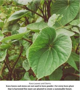 Starwest Botanicals Kava ready-to-brew setup hints a calming evening ritual.