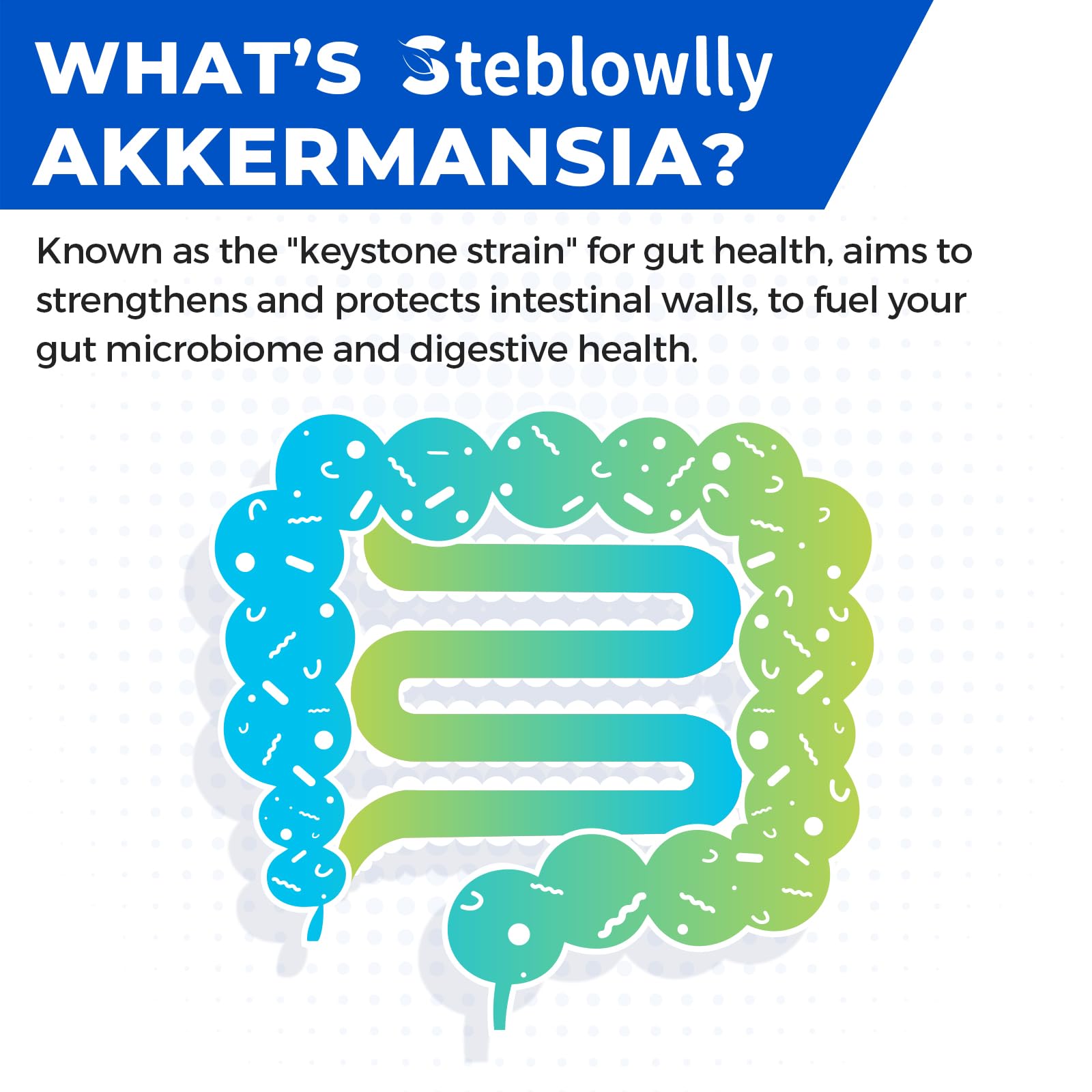 Steblowlly Akkermansia label highlights digestive system support and everyday use.