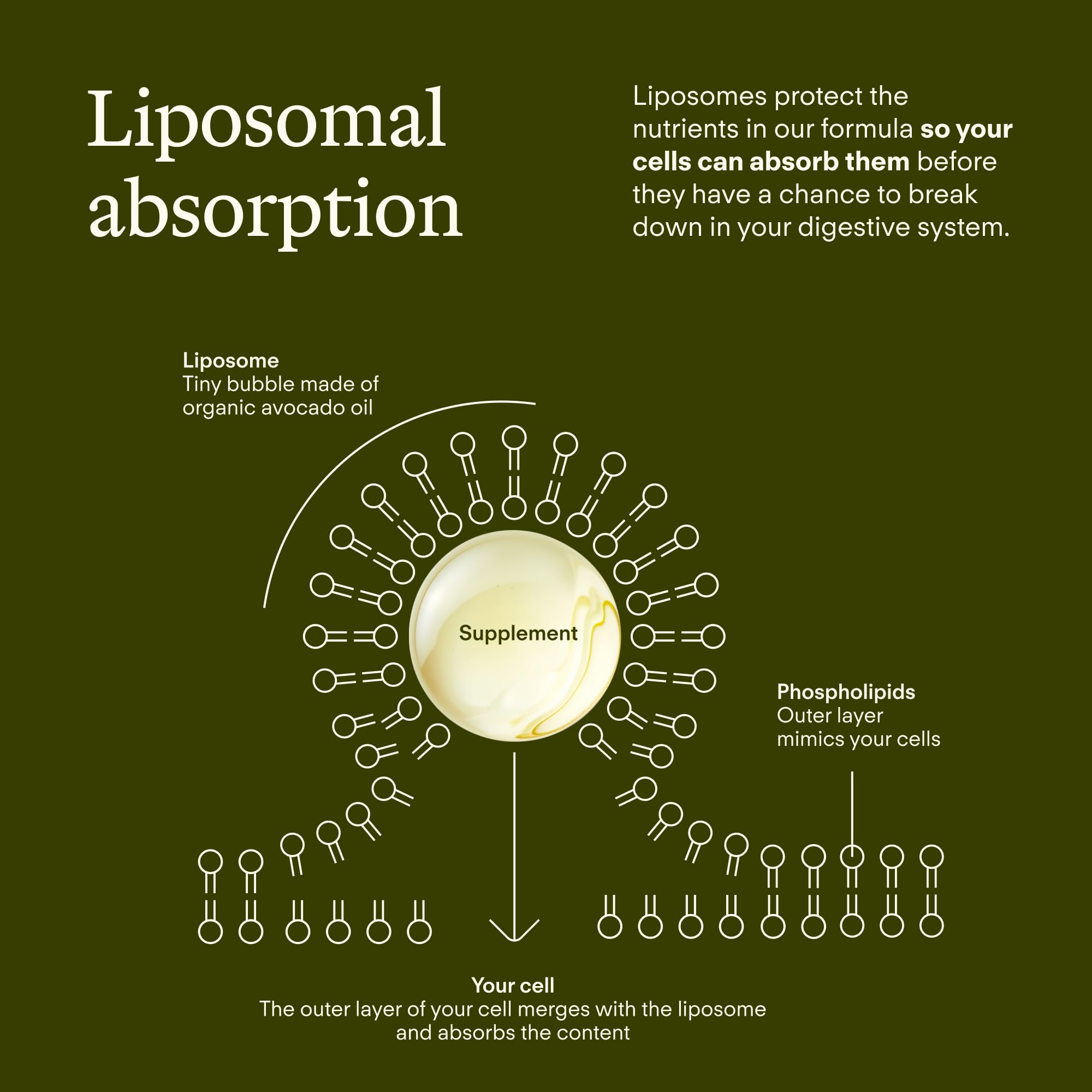 Sunny Within Longevity lactoferrin signals gut balance support.