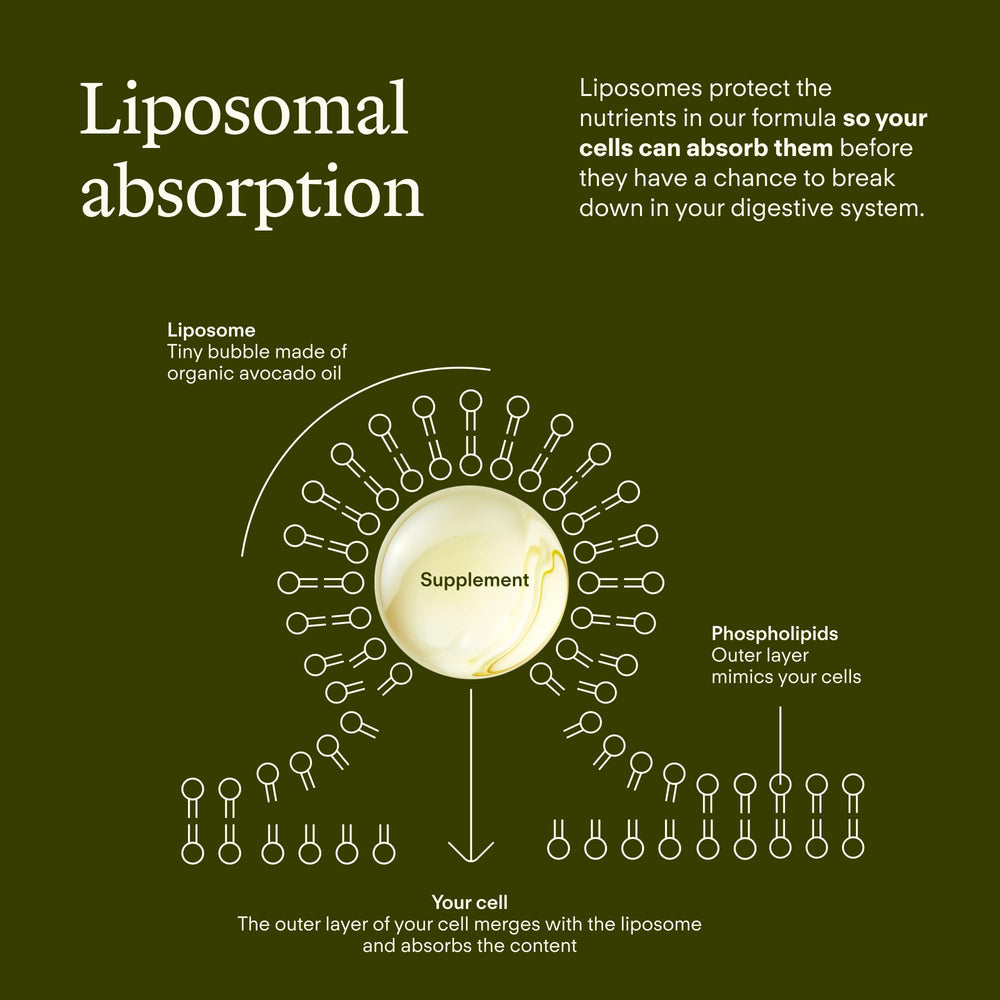 Sunny Within Longevity lactoferrin signals gut balance support.