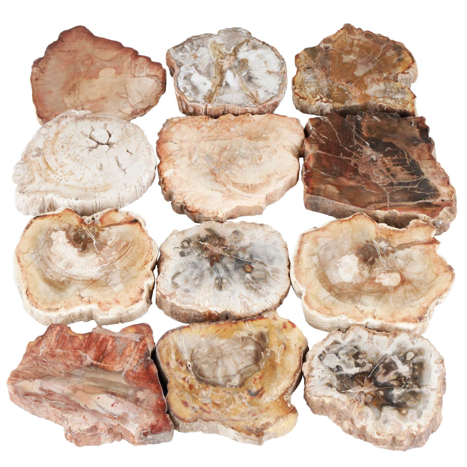 SUNYIK edge-detail petrified wood slab showing natural variations