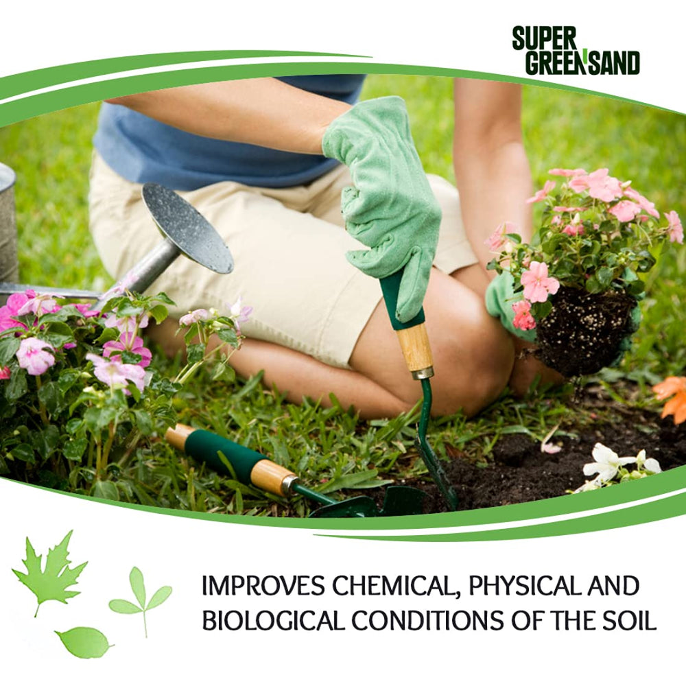 Roses thriving in soil amended with Super Greensand for fuller blooms.