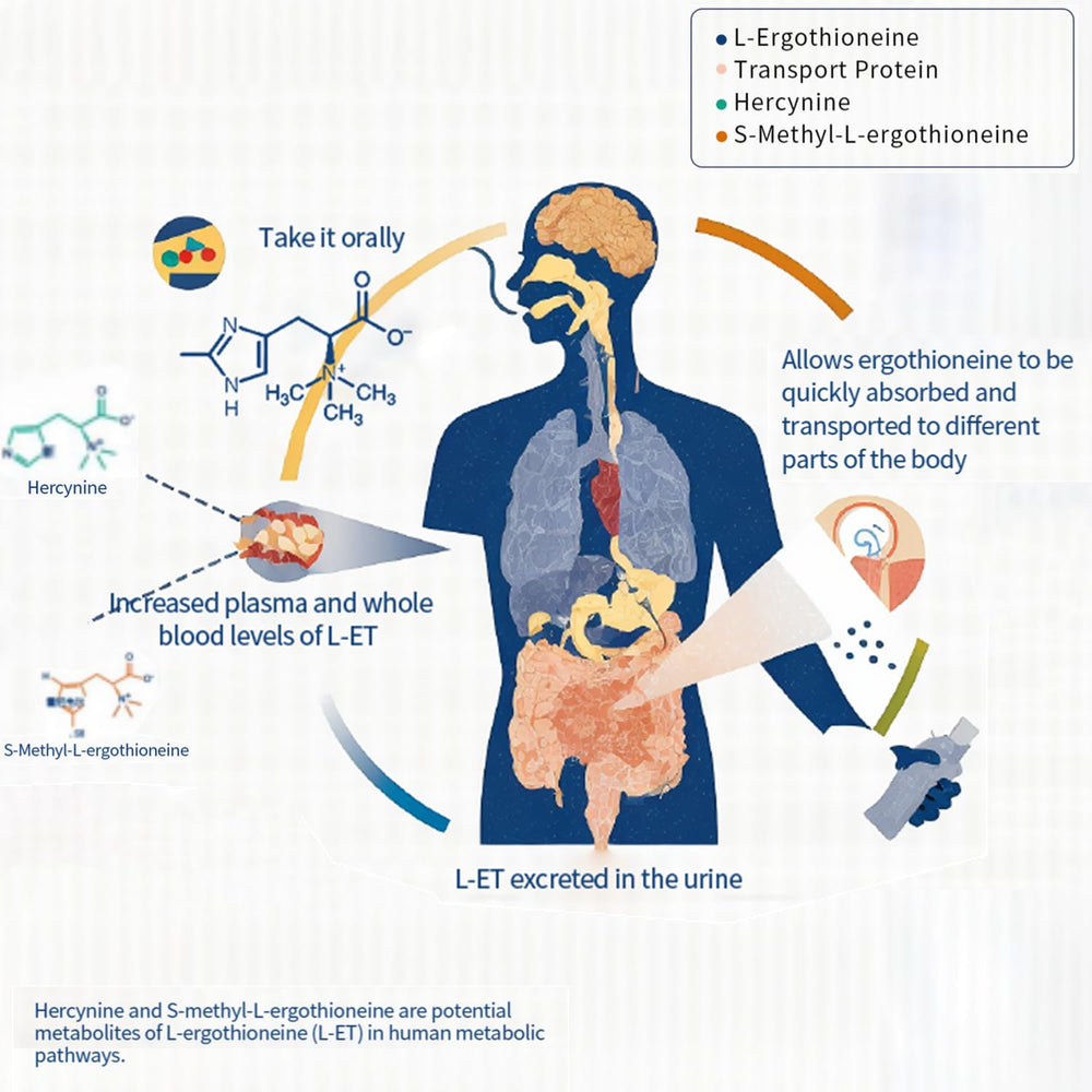 SUPER-SYN L-Ergothioneine gluten-free label emphasizes clean formulation