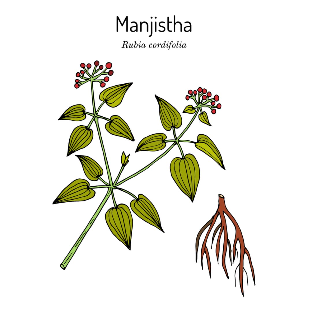 SVATV Manjistha with coconut oil for scalp nourishment and conditioning.